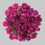 اليشيا بيبي روز