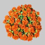 بيبي روز برتقالي