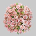 لايت بينك بيبي روز