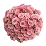 لايت بينك روزز